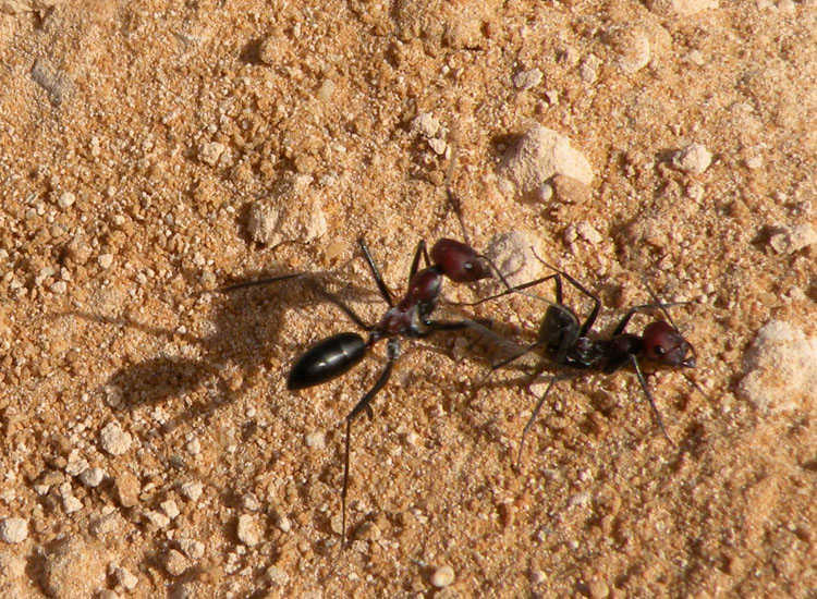 Formiche tunisine - Cataglyphis sp.